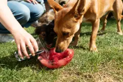 Fruchteis-Bowl f&uuml;r Hunde selber machen
