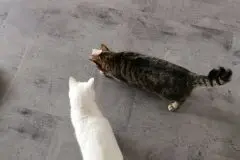 Intelligenzspielzeug f&uuml;r Katzen selber basteln