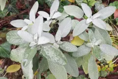 Salbei &ndash; n&uuml;tzlich und robust