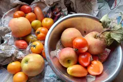 Äpfel lassen grüne Tomaten "erröten"