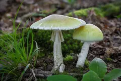 Gr&uuml;ner Knollenbl&auml;tterpilz und Champignon - einfache Unterscheidung