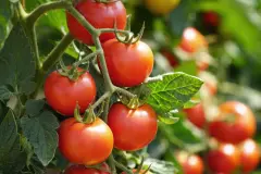 Tomaten verwerten und haltbar machen &ndash; Tipps und Ideen