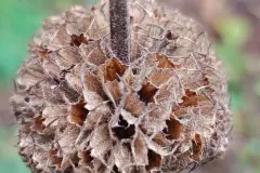 Verbl&uuml;hte Pflanzen bis zum Fr&uuml;hjahr stehen lassen