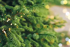 Weihnachtsbaum verwerten: Zweige als Blumenschutz nutzen