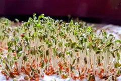 Kresse anbauen im Winter