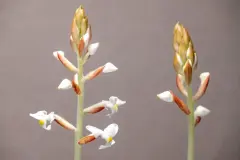 Juwelorchidee: der Diamant unter den Orchideen