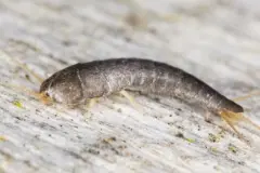 Silberfische mit Salmiakwasser bek&auml;mpfen