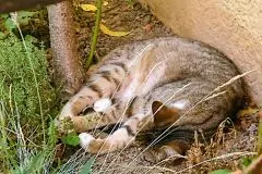 Katzen abk&uuml;hlen bei Hitze im Sommer