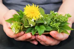 Wildkr&auml;uter im Juni sammeln &ndash; mit 3 Rezepten