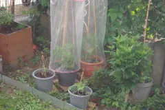 G&uuml;nstiger Regenschutz f&uuml;r Tomaten: Tomatenhaube