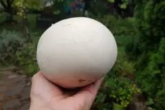 Riesenbovist erkennen & zubereiten: 3 einfache Rezepte