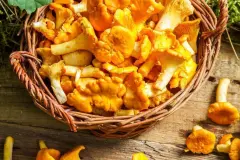 Pfifferlingen reinigen und entsanden - blitzschnell