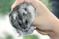 Dein Hamster bei&szlig;t?