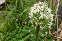 Lauchzwiebeln einpflanzen f&uuml;r sch&ouml;ne Bl&uuml;ten