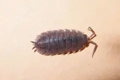 Schaben/Kakerlaken mit Borax und Klebefallen bek&auml;mpfen