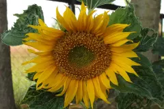 Sonnenblumen l&auml;nger frisch