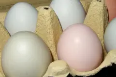 Eier roh oder gekocht, wie sieht man das von au&szlig;en?