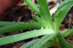 Aloe Vera Pflanze - die g&uuml;nstige Hausapotheke