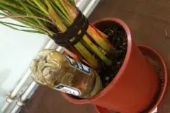 Flaschen statt Blumen gie&szlig;en