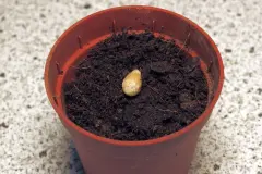 Zitronenkerne nicht wegwerfen, sondern einpflanzen