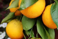 Orangenreiniger gegen Silberfischchen