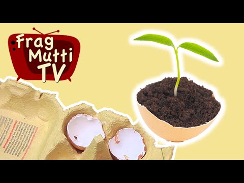 Pflanzen züchten und ziehen in Eierschalen - Frag Mutti TV