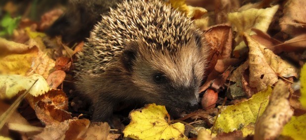 Wenn es im Laub raschelt, basteln sich h&auml;ufig Igel gerade ihr Winterquartier. Erfahre hier, wie du die s&uuml;&szlig;en Tiere unterst&uuml;tzen kannst.